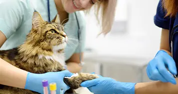 Análises Clínicas Veterinárias Análises Clínicas Veterinárias